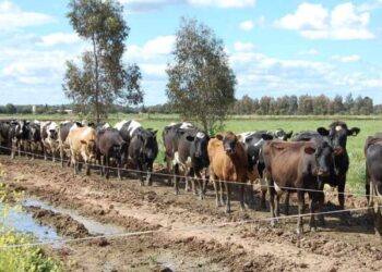 Vacas en el campo - Australia