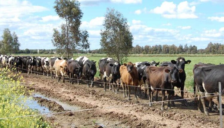 Vacas en el campo - Australia