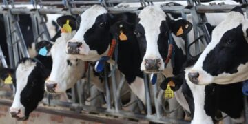 Varias vacas lecheras, de la raza bovina frisona, comen pienso y cereales, en las instalaciones de la granja, Sociedad Agraria de Transformación (SAT) Hermanos Miguel, a 19 de marzo, en Talavera de la Reina, Toledo, Castilla La Mancha (España). Esta ganadería se ha visto afectada por la falta de suministro de soja para alimentar a sus vacas, debido a la huelga del transporte, convocada a nivel nacional por la Plataforma para la Defensa del Sector de Transporte de Mercancías por Carretera Nacional e Internacional. Las ganaderías tampoco pueden enviar el producto a las cadenas de distribución, lo que ha provocado la anulación de capacidad de almacenamiento y envasado. Este paro pone en riesgo el abastecimiento de productos básicos en la alimentación de las personas como son la leche y los lácteos. Además la falta de cereal de Ucrania, por la invasión rusa, está encareciendo la alimentación del ganado. 19 MARZO 2022;GANADERÍA;GANADO;LECHE;PRODUCTOS BÁSICOS;ALIMENTACIÓN; Isabel Infantes / Europa Press 19/03/2022